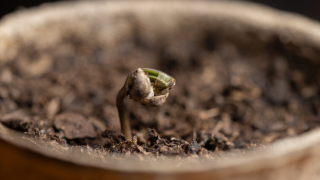 Cannabissamen kaufen und passende Sorten auswählen